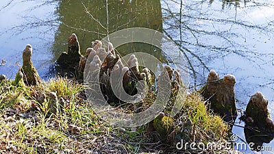 Tree roots grow in a small lake upwards, elves Droll home Stock Photo