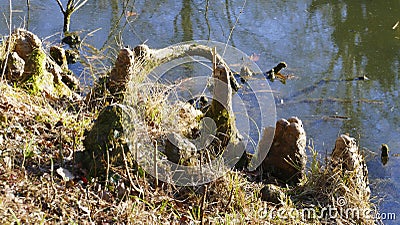 Tree roots grow in a small lake upwards, elves Droll home Stock Photo