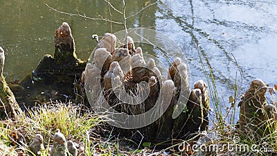 Tree roots grow in a small lake upwards, elves Droll home Stock Photo