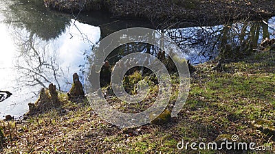 Tree roots grow in a small lake upwards, elves Droll home Stock Photo