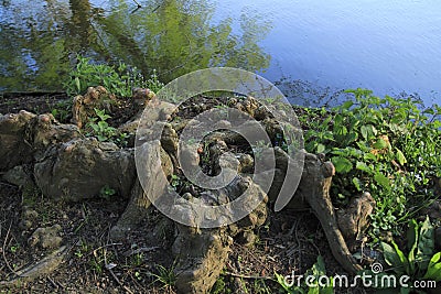 Tree roots grow up in a lake, elves and droll at home Stock Photo