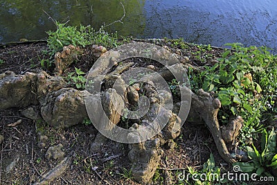 Tree roots grow up in a lake, elves and droll at home Stock Photo