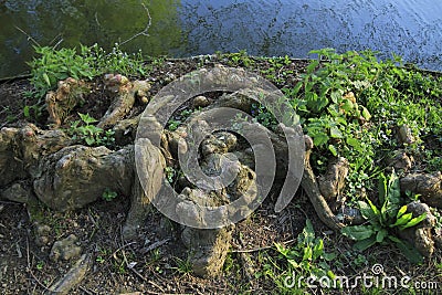 Tree roots grow up in a lake, elves and droll at home Stock Photo