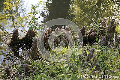 Tree roots grow up in a lake, elves and droll at home Stock Photo