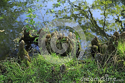 Tree roots grow up in a lake, elves and droll at home Stock Photo