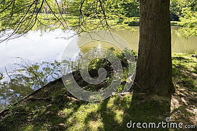 Tree roots grow up in a small lake, elves, droll home Stock Photo