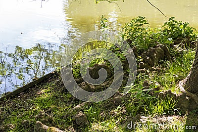 Tree roots grow up in a small lake, elves, droll home Stock Photo