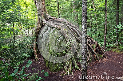 Tree roots growing over a large bolder Stock Photo