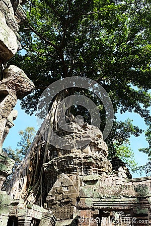 Tree Roots Growing over Ta Prohm Temple, Angkor Wat, Cambodia. Ancient Ruins. Tree roots over the Ta Prohm Rajavihara, a temple at Stock Photo