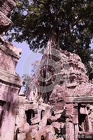 Tree Roots Growing over Ta Prohm Temple, Angkor Wat, Cambodia. Ancient Ruins. Tree roots over the Ta Prohm Rajavihara, a temple at Stock Photo