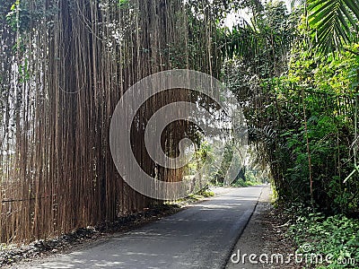 tree roots hanging over the road Stock Photo