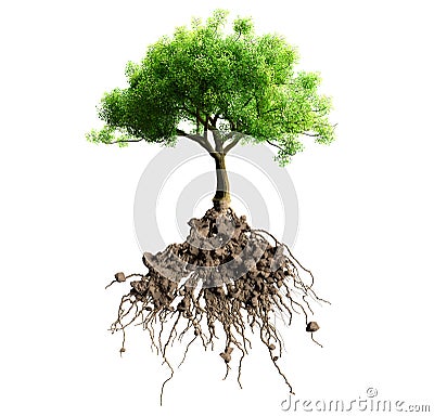 Tree with roots Stock Photo