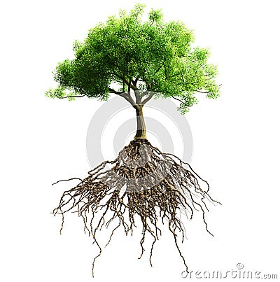 Tree with roots isolated. Stock Photo