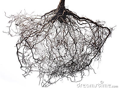 Tree roots isolated on white background Stock Photo