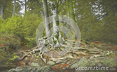 Tree roots landscape Ã®n autumn season. Stock Photo