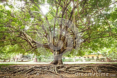 Tree and roots Stock Photo