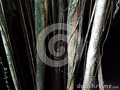 Tree roots and moss hanging down in cave in the Guajataca forest in Puerto Rico Stock Photo