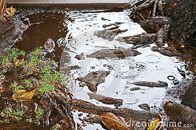 Tree roots pool water during rain possibly causing flooding, sewer or plumbing problems Stock Photo