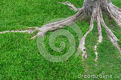 Tree roots Stock Photo