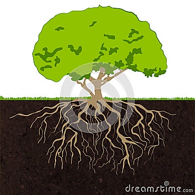 Tree roots sketch Vector Illustration