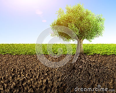 Tree with roots Stock Photo