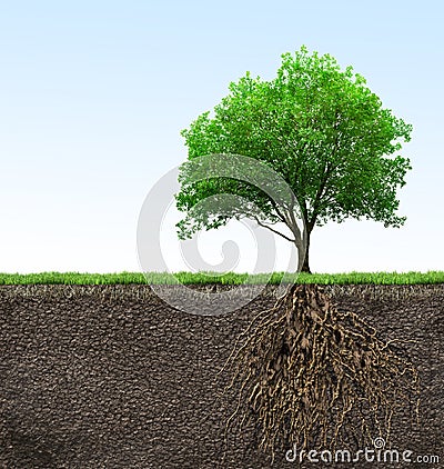 Tree with roots Stock Photo