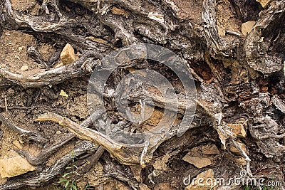 Tree roots and soil Stock Photo