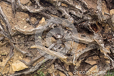 Tree roots and soil Stock Photo