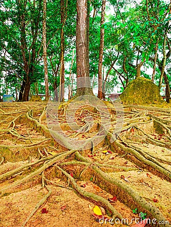 tree roots towering above the ground which is of extraordinary color Stock Photo