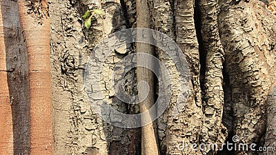 Nature. Close Up Old And Young Bodhi Tree Bark Stock Photo