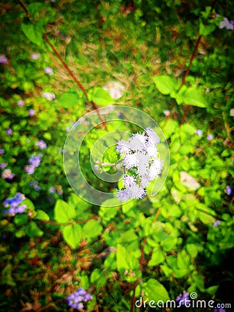 Tree rose photography Flower photography &Tree Potography Stock Photo