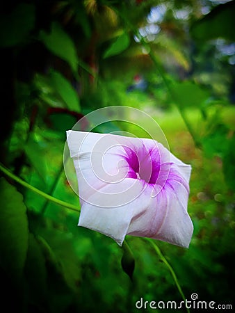 Tree rose photography Flower photography &Tree Potography Stock Photo