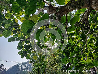 Tree of Roxburgh fig, elephant ear fig tree Ficus auriculata are produced on thin branches emerging from the trunk or from the r Stock Photo