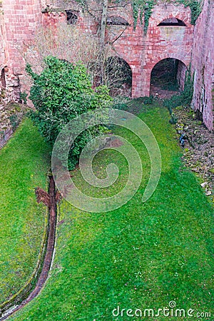 The tree in The ruin tower of Heidelberg castle in Heidelberg Stock Photo