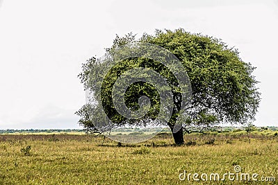 Tree on Savanna Stock Photo