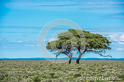 Tree in savannah, classic african landscape image Stock Photo