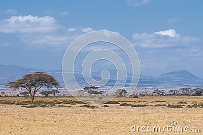 Tree in savannah, typical african landscape Stock Photo