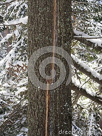 Tree with a scar following a lightening strike Stock Photo
