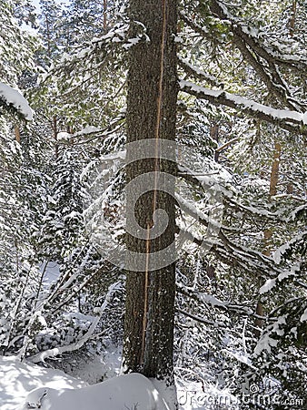 Tree with a scar following a lightening strike Stock Photo