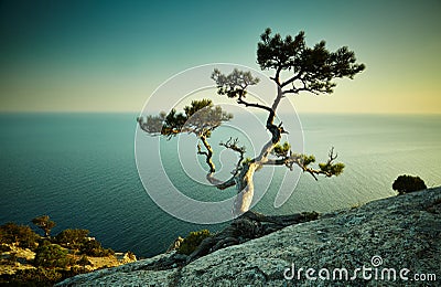 Tree and sea at sunset. Crimea landscape Stock Photo