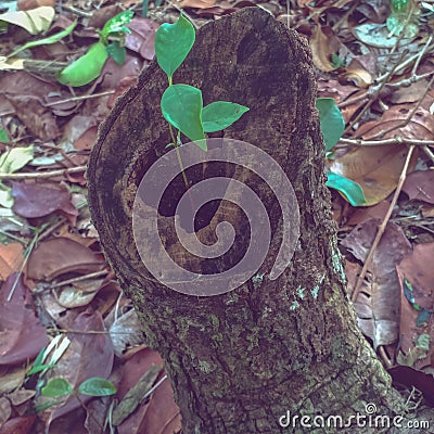 tree seedlings that live in trees that have been felled in the Sungailiat protected forest park, Bangka Belitung Island, indonesia Stock Photo