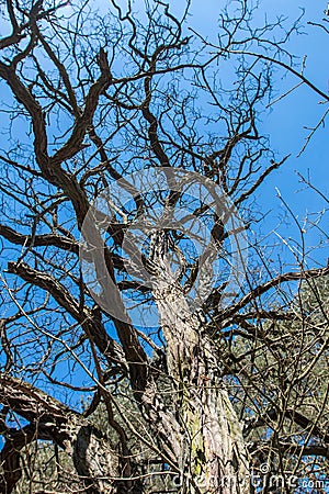 Tree seen from below Stock Photo