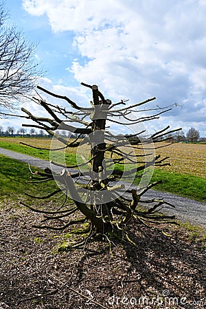 Radical tree pruning in spring Stock Photo