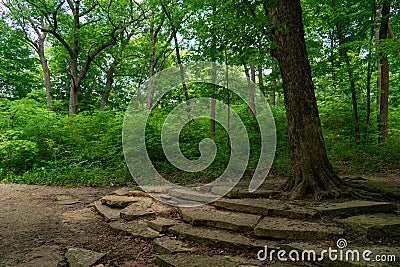 Tree and Shade at Waterfall Glen Forest Preserve in Suburban Lemont Illinois Stock Photo