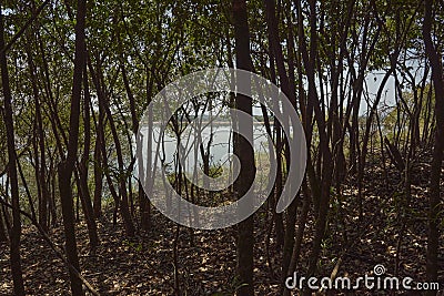 Tree-shaded area next to a creek within El Palmar National Park Stock Photo