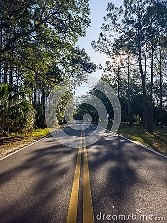 Tree shaded Roadway Stock Photo