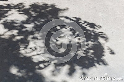 Tree shadow Stock Photo