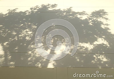 Tree Shadow on cream color Concrete Wall Texture Background, Suitable for Product Presentation Backdrop, Display, and Mock up.Tree Stock Photo
