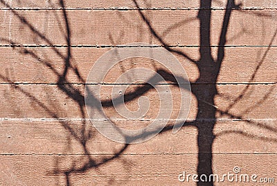 Tree shadow Stock Photo