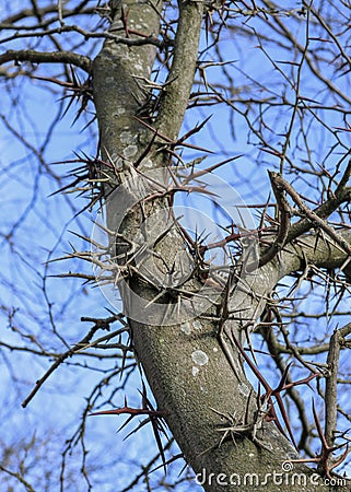 Tree with sharp spikes on trunk. Stock Photo
